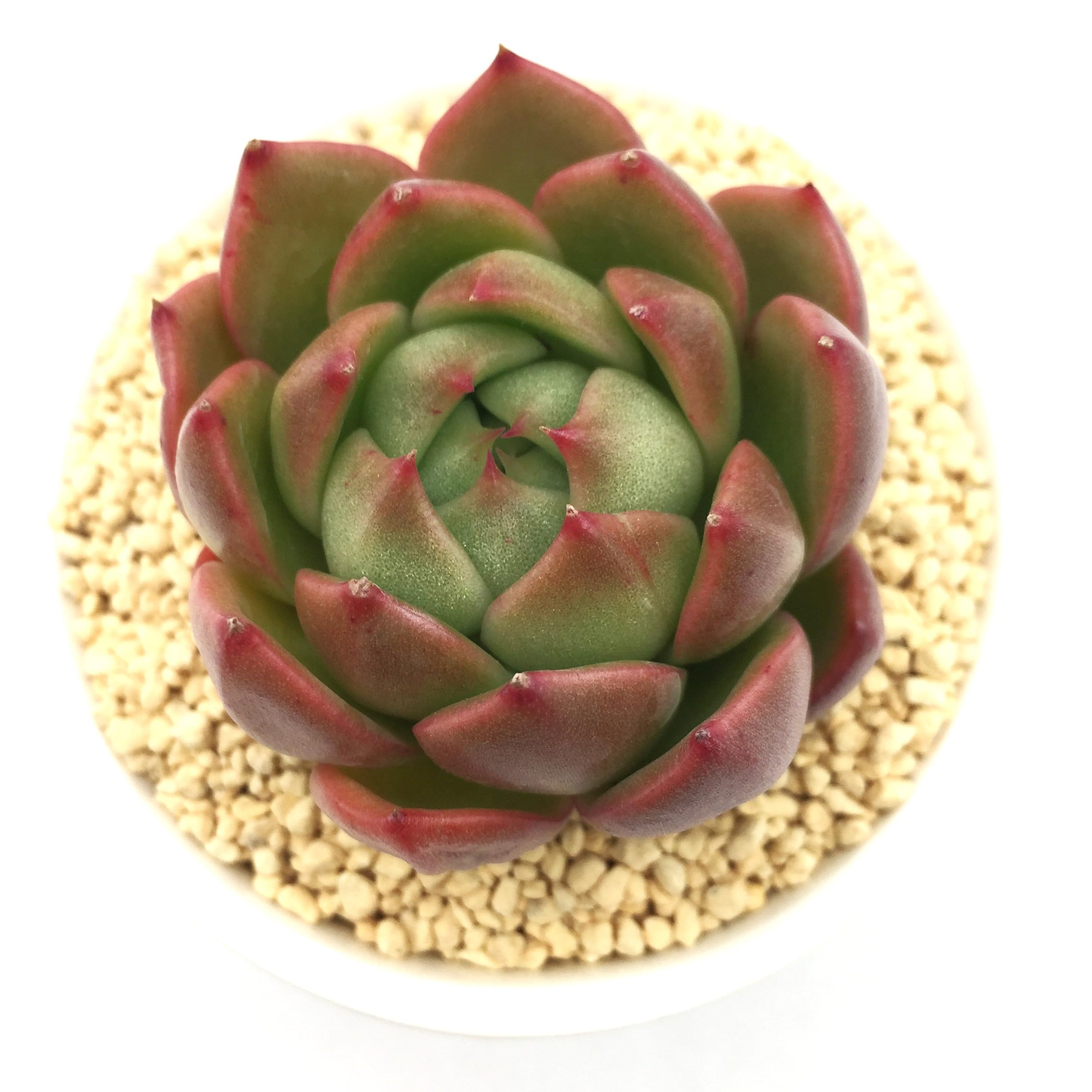 Amazon.co.jp: アイスシティ 多肉植物7.5㎝ポッ ト エケベリア 根付苗